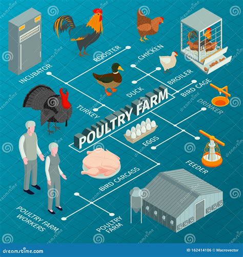 Poultry Farm Isometric Flowchart Stock Vector Illustration Of