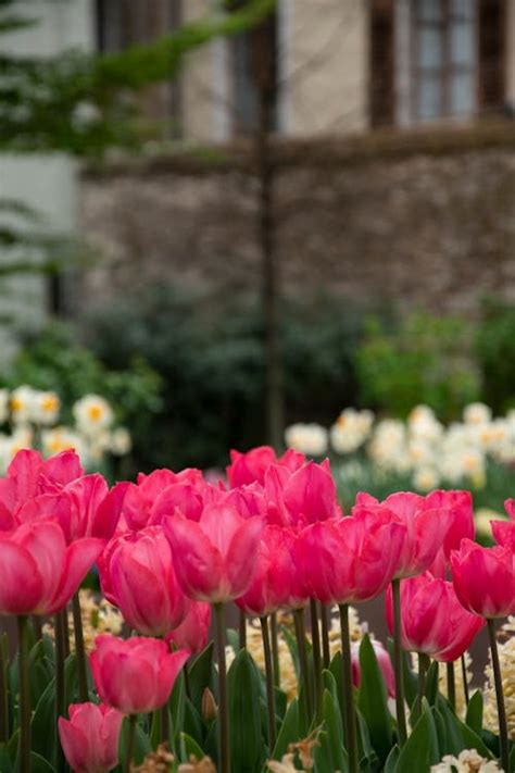 Close Up Of Pink Tulips · Free Stock Photo