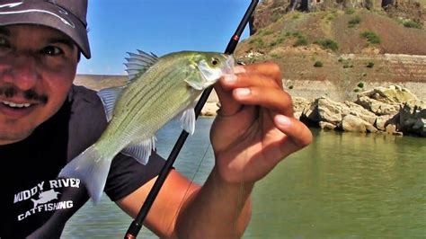 White Bass Feeding Frenzy At Elephant Butte Youtube