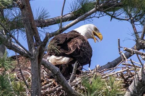 Bald Eagle Nesting Photograph By Isaac Ber Photography Fine Art America