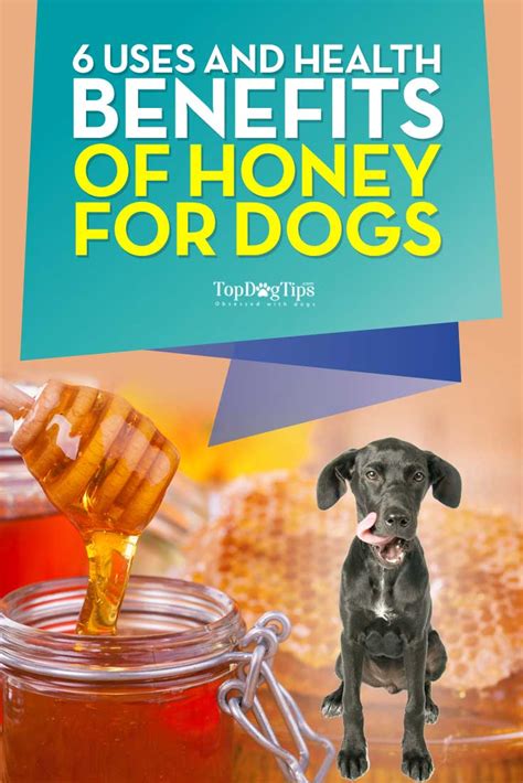 Is It Okay To Give My Dog Honey: What You Need To Know