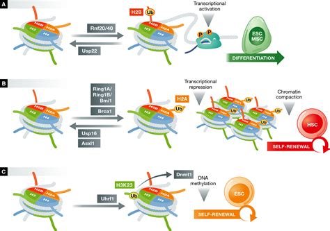 Regulation Of Stem Cell Function By Protein Ubiquitylation EMBO Reports