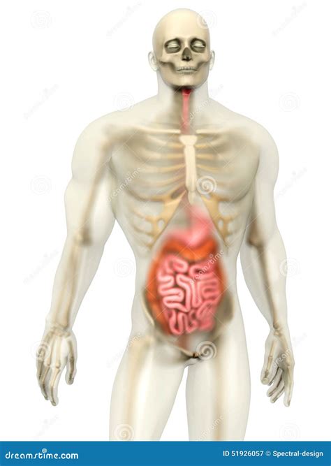 Human Anatomy Visualization Digestive System Stock Illustration