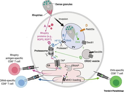 CD8 T Cell Responses To Toxoplasma Gondii Lessons From A Successful