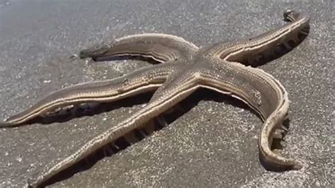 Giant Starfish Found On Port Aransas Beach