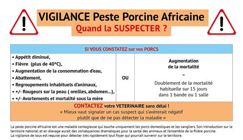 Image Peste Porcine Africaine La Vigilance Est De Rigueur