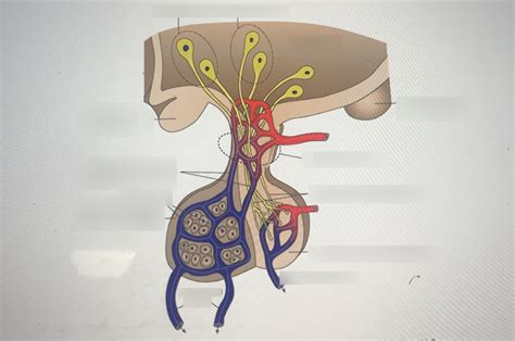 Hypothalamus Diagram Quizlet