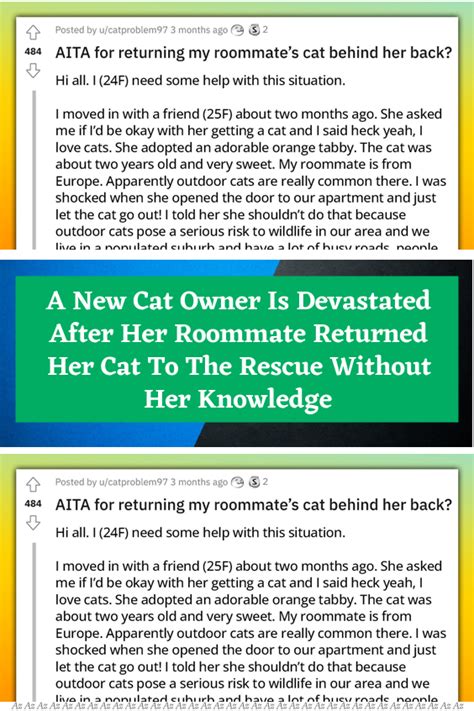 A New Cat Owner Is Devastated After Her Roommate Returned Her Cat To The Rescue Without Her