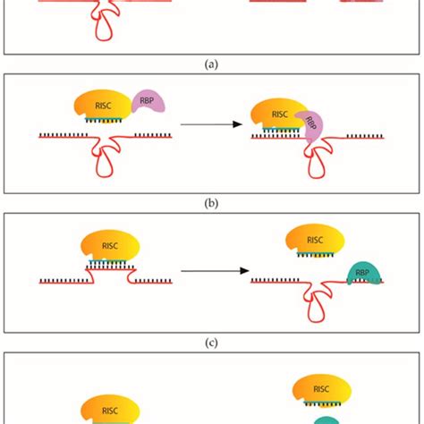 Rna Binding Proteins Can Promote And Inhibit Mirna Action A Download Scientific Diagram