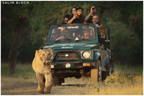 Wild Carnivores And Humans Compared
