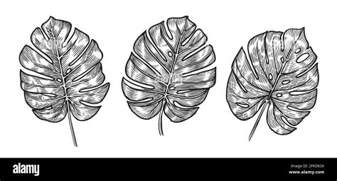 Bosquejo de hojas tropicales de Monstera Ilustración vectorial aislada