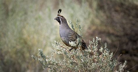 3 Calhoun Sisters Ranch Earns Audubon Certification For Bird Friendly Habitat Audubon