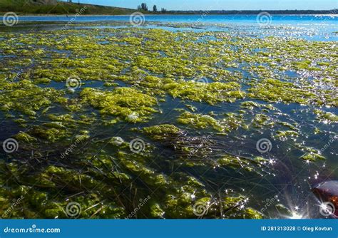 Clusters Of Green Algae Ulva And Enteromorpha In A Lake In The Lower