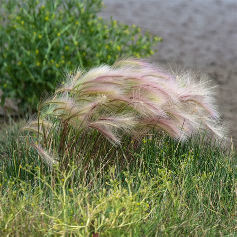 Collection 92 Background Images Foxtail In Hay Pictures Sharp