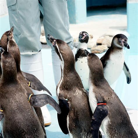 Suzaka City Zoo 2025 All You Need To Know Before You Go With Reviews