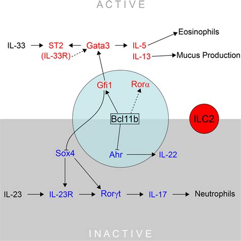 Transcription Factor Bcl B Controls Identity And Function Of Mature