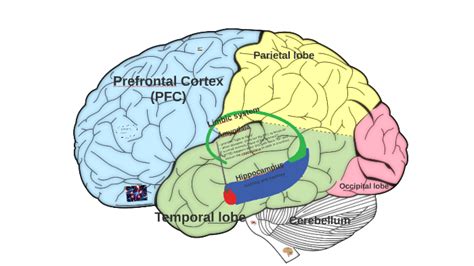 Prefrontal Cortex Pfc By Attain Vos On Prezi