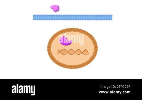 Ligand Cell Membrane Nuclear Membrane Intracellular Receptor Dna Drugs Targeting Receptors