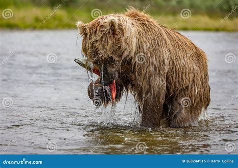 Brown Bear Fishing For Salmon In Alaksa Stock Photo Image Of Sheep