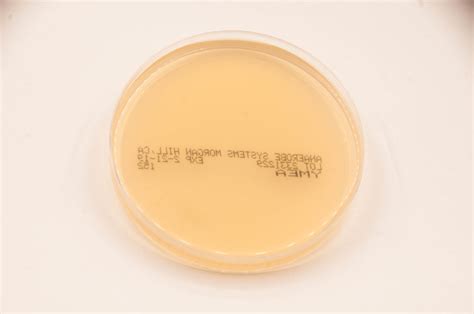 Yeast Malt Extract Agar Mono Plate 25ml Fill Ymea Anaerobe Systems