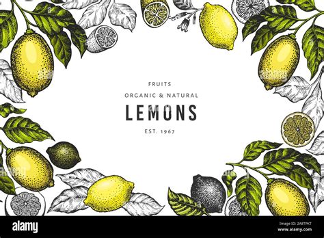 Lemon Tree Design Template Hand Drawn Vector Fruit Illustration Engraved Style Banner Retro