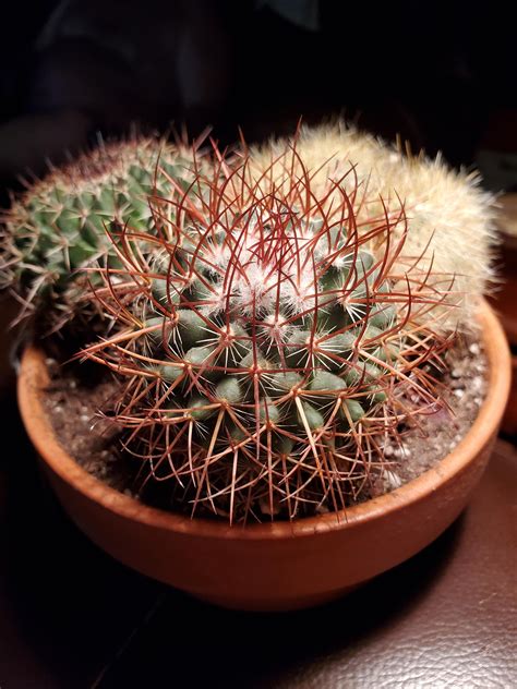 What Types Of Mammillaria Rcactus