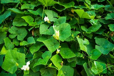 Premium Photo Ivy Gourd Green Leaf Plant Textured Background