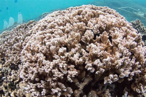 The Sex Life Of Coral Why Scientists Think It Could Save Us All Honolulu Civil Beat