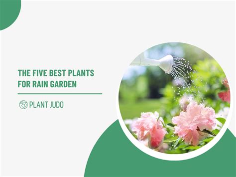 The Five Best Plants for Rain Garden