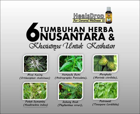 Jenis Jenis Tanaman Herba Dan Khasiatnya Khasiat Pokok Hempedu Bumi Pdf