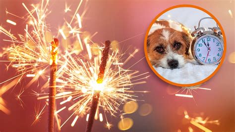 Silvester Mit Hund Tipps F R Ngstliche Hunde