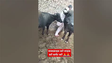 17 से 18 लीटर दूध की भैंस खरीदने के लिए संपर्क करें 9549240885मीणा डेरी फार्म 🤟🤟👌🏻👌🏻 Youtube