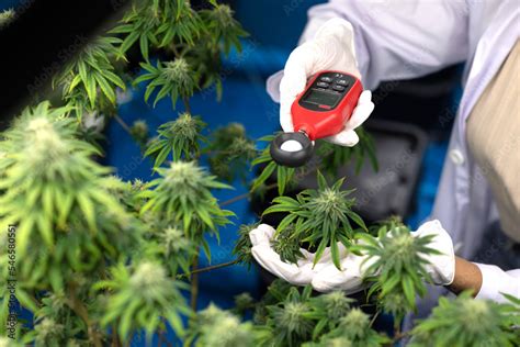 Women Scientists Care For Cannabis Plants Use Lux Meter Test Quality