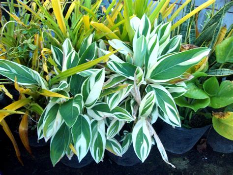 My Rooftop Garden Variegated Plants