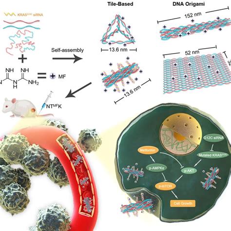 Anticancer Drug Mediated Assembly Of Sirna Carrying Dna Nanostructures