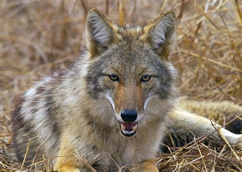 Especies Carismaticas De Baja California Coyotee1