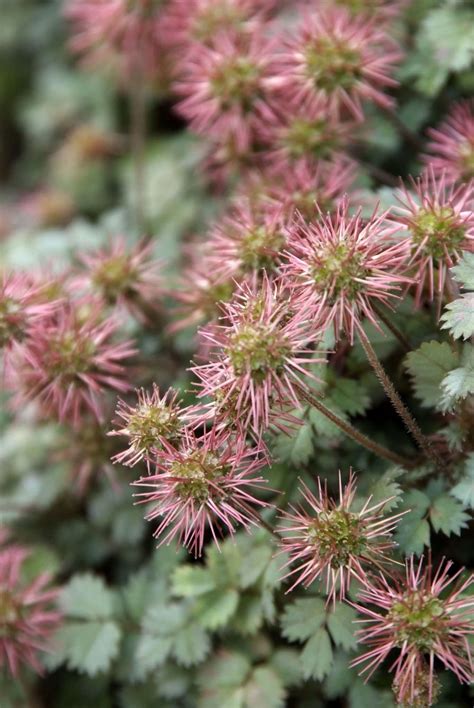 acaena perennial power