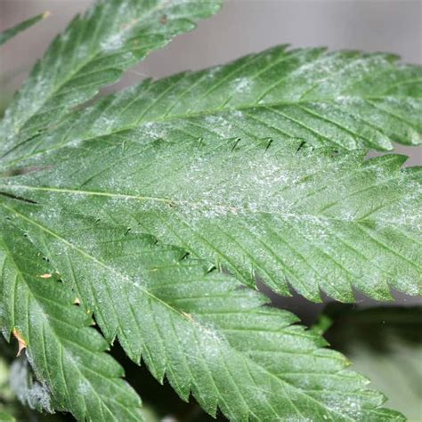 How To Treat And Cure Powdery Mildew On Cannabis Trifecta