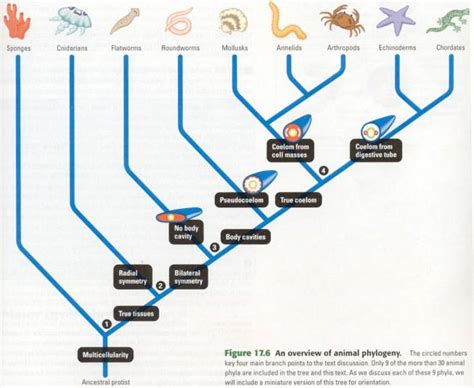 Animal Phylogeny