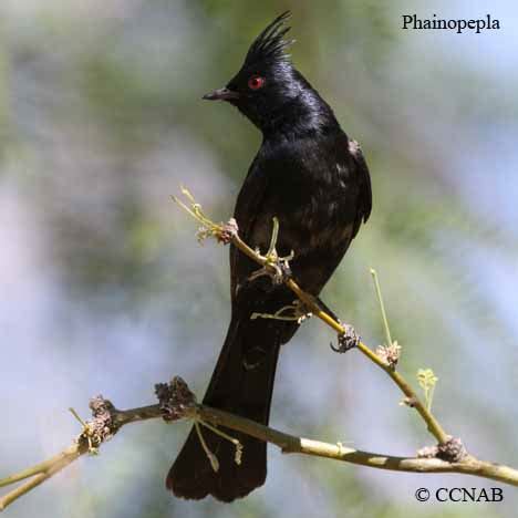 Phainopepla (Phainopepla nitens) - PHAI