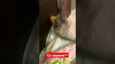 Хрустим - YouTube