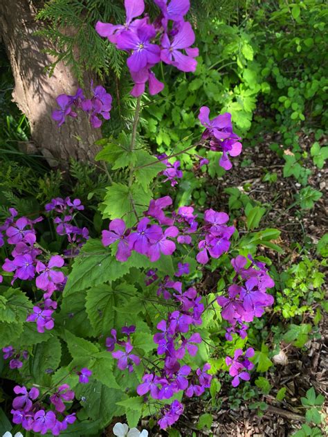 Damastbloem Hesperis Matronalis Kopen En Combineren