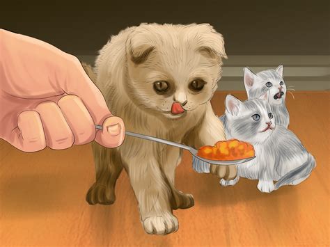 How to Introduce Solid Food to Kittens: 11 Steps (with Pictures)