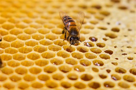 Pourquoi Les Abeilles Fabriquent Elles Du Miel Les Ruchers De Sauvy