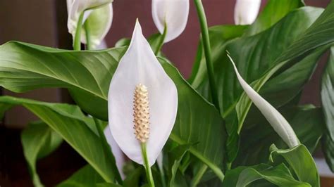 Lys De La Paix Comment Prendre Soin Des Plantes De Lys De La Paix