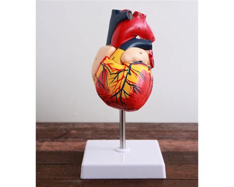 Medical Heart Model Anatomical Human Heart Physicians Etsy