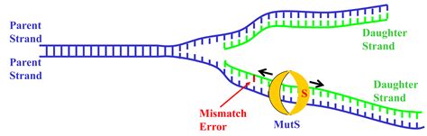 How Dna Proofreader Proteins Pick And Edit Their Reading Material