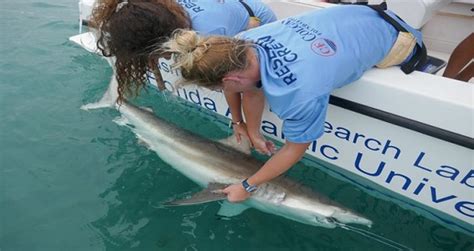 Blacktip Shark Migration Florida Atlantic University Charles E