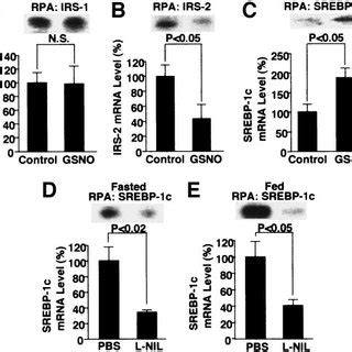 Effects Of No Donor And L Nil On Irs And And Srebp C Mrna Levels