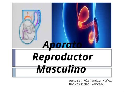 Pptx Aparato Reproductor Masculino Dokumen Tips